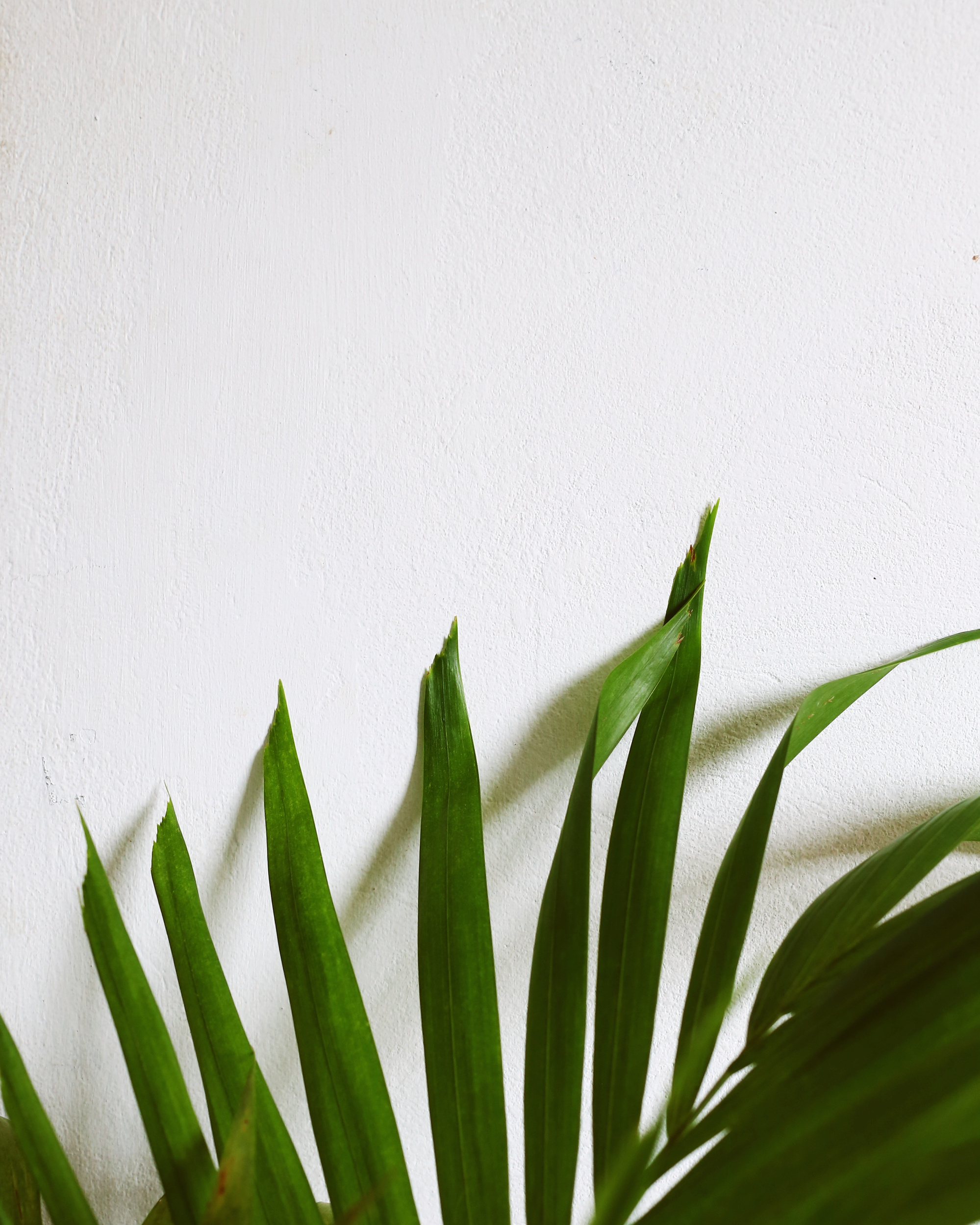 Green pointed plant leaves near white wall